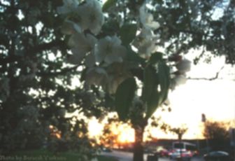 Indiana University - Bloomington